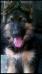 Daisy vom Bad Wolf