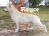 UKC CH Kerstone Regalwise Rolls-Royce