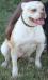 Alexis' Bulldogs Bella
