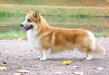 RU EE FI AZ GA CH Orden  Keltov  Chester Flirt-N-Flash