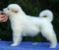 D'Carmocan White ball