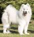 Arctic Challenge DREAM SURPRISE OF SNOWY STAR