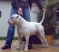 Best of Bulldogs Rocky