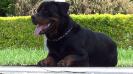Gaston Iron-Rottweilers