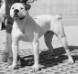 Bomberbulls Brutus