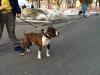 Thunder Rock`s Brindle Bear