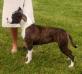 AKC CH Ringmaster Waheeda