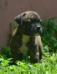 Bubba of Irongrid American Bulldogs