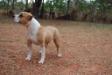 Amstaff Camarilha Lady Nicole