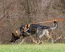 The Death Star Von Zobelhund <span style="color: darkblue">SAR K9 SAR-U1 SMTx2 ELITE CH ELITE-S L3V L3C L3E L3I CAX SWD SWM DCAT DSX CGC TKI</span>