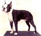  Renea's Ringo