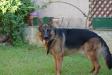 Magnus - Zeus Vardar Wolf