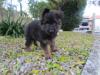Bongo do principe real