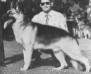 AKC CH Haag And Haag's Dapper Dan