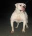  BACCHUS'S A Dog Named Blue