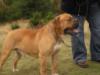 Bacchus Bulldogs Boneyards Digger