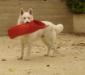 Alaskha Lords of the white Shepherd