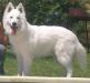 Avhane LORDS OF THE WHITE SHEPHERD