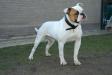 Best of Bulldogs Ms Fifty Fatal Beauty