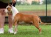  Rowdytown's Arriba Reba
