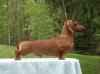 BIS BISS AM/CA CH Grandgables Wee Mr Red Thorn