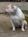  Cerberus Bulls Stormy