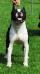 CH. Batton Staff Diamonds Long Step