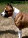 3R.CAC 2R.CACIB PRM A-Hunter