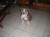 Rixendis Tribale Beasty boy
