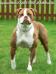 BGB's Jaida's Fury of Bully Bred