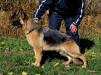Puma von Turenhof