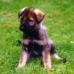  Beast von den wilden Rabbits