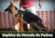 Saphira do Morada de Pedras
