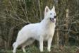 Gnà legend of the white shepherd