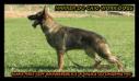 Hakker do Caio work dog's