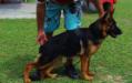 Yuppi do Cidade Luz