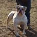 Big Deal Bulldogs Goldie of Bricks