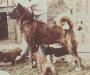 AKC CH Sakusaku's Tom Cat-Go