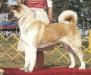 AKC CH Daijobu's Nichi Ko