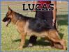 V-Lucas de Monte Regio