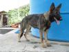 Kessy do Caio Work Dog's
