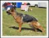 NZ.CH. VG-WUSV Fenta vom Volkerson