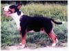  LAUREOLA'S BALOU
