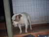 RBOPupuce (American Bulldog)
