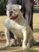 BandM's Bull CANDIDO aka YORK of Massimo