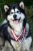 POL.BLR.CH.CACIB Aragorn Akkituyok ZHOWERLI 