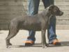  TitanKennel Angel Grey