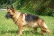 Bridda do Temar