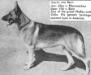 V Dachs von Bern