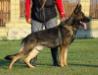  Alf Victoria Canum